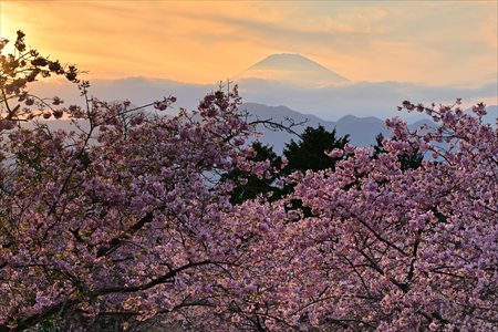 ashiya250401