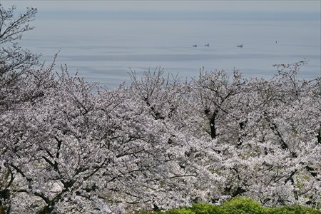 ashiya250403