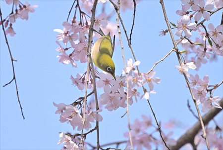 ishii250402