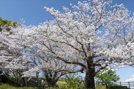 kokubo250403
