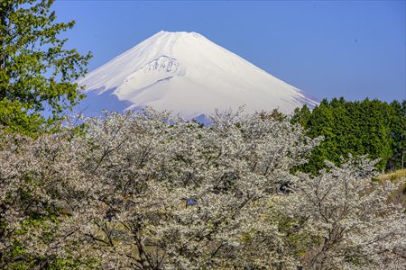 kurakake250401