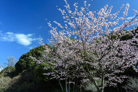 kurakake250403