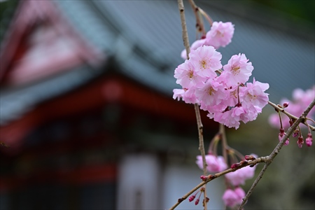 yamagishi250401