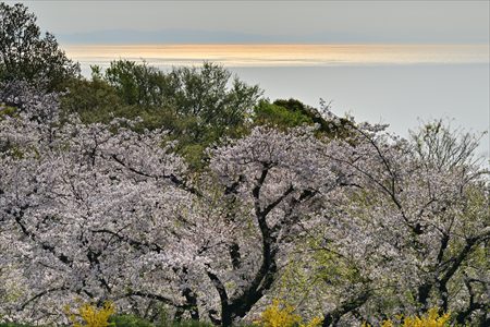 ashiya250501