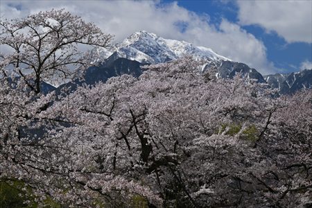 ashiya250502