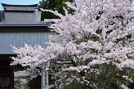 yamagishi250504