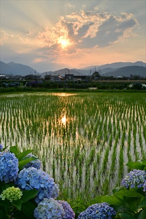 ashiya250602