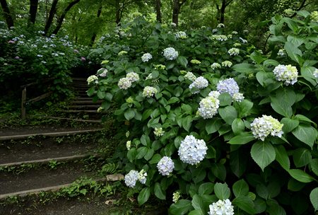 ishii250601
