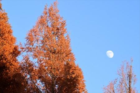 ashiya 15102
